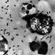 Illustration for article titled A Scientist Was Killed By a Non-Killing Strain of the Plague
